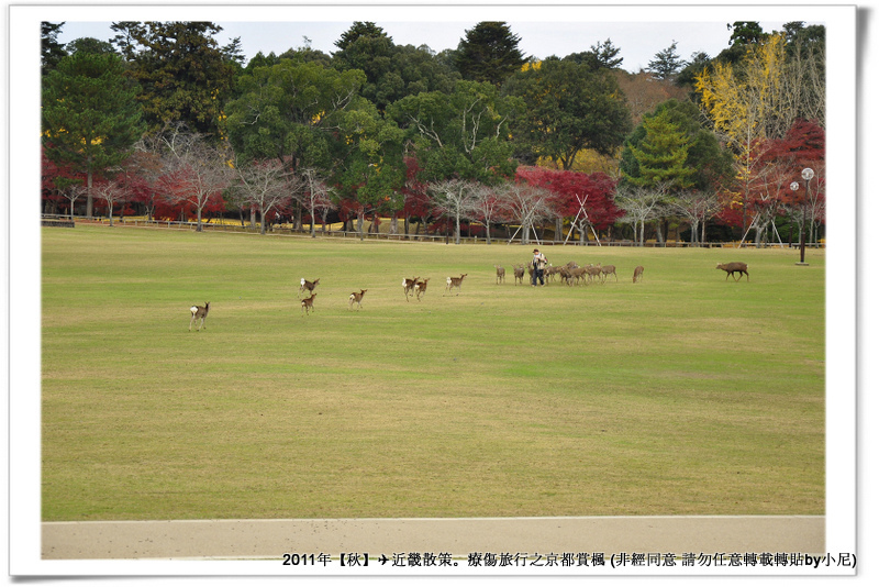 奈良公園006