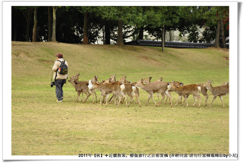 奈良公園007