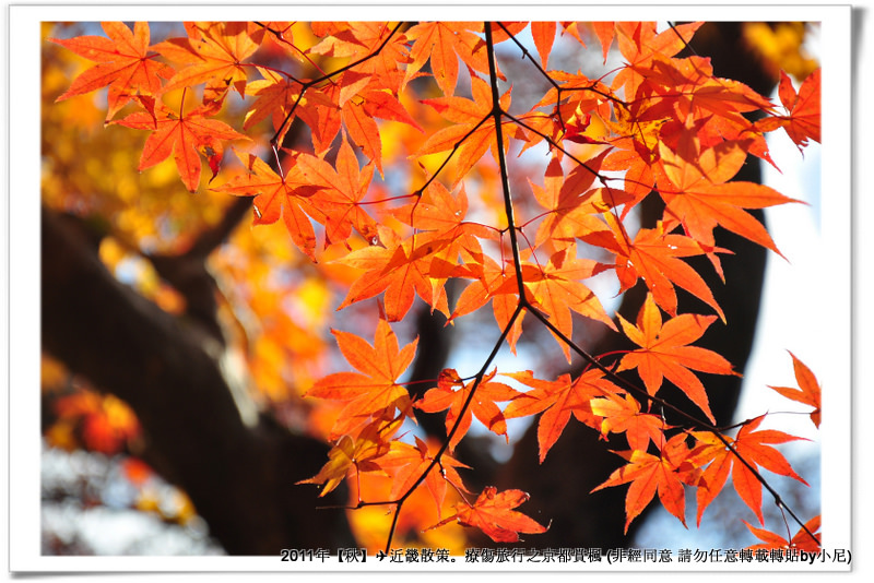 常寂光寺020