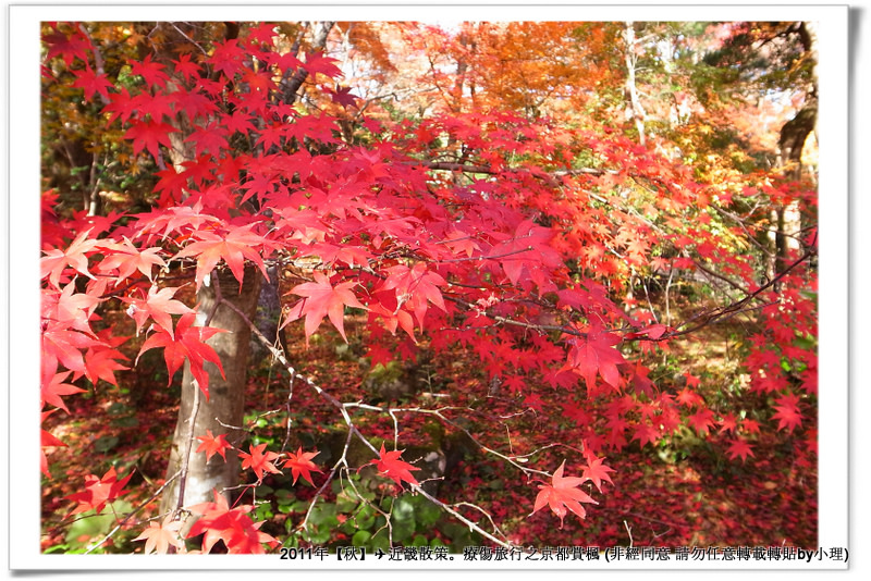 常寂光寺044