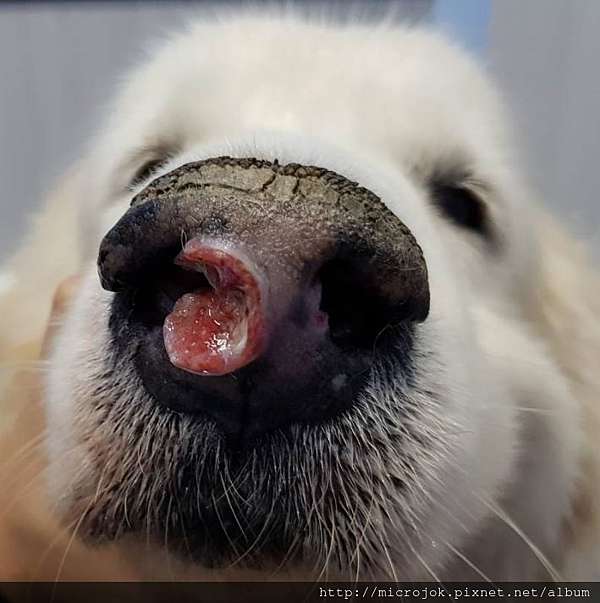 犬鼻平面腫瘤 劉世明獸醫師 痞客邦 犬鼻平面腫瘤 劉世明獸醫師 痞客邦