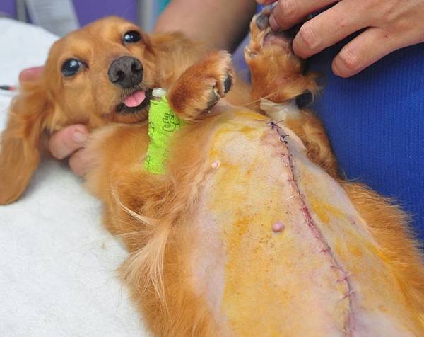 犬之乳腺腫瘤 劉世明獸醫師 痞客邦
