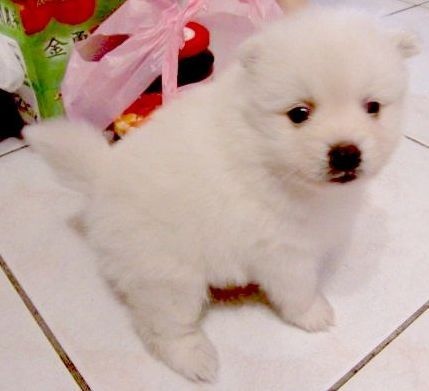 日本狐狸犬 Japanese Spitz 水色小築 痞客邦