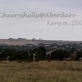 Zebras&amp;Giraffes in Aberdar