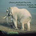 The Ark Elephante