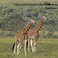 Giraffes in Lake Nakuru