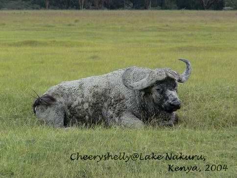 Buffalos in Lake Nakuru