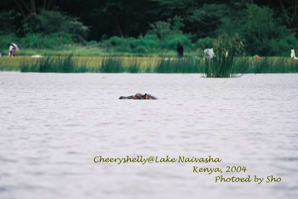 Hippos