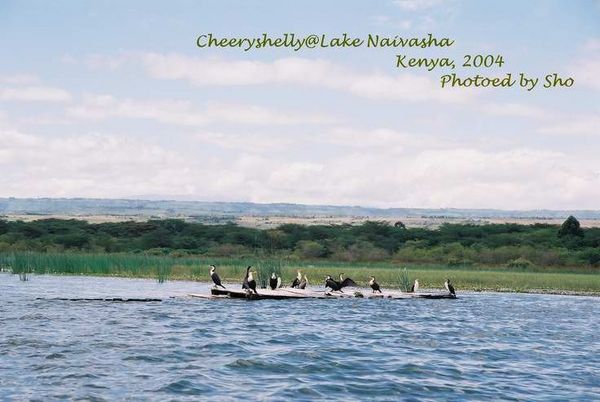 Lake Naivasha-birds