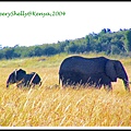 Maasai Mara