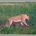 Maasai Mara