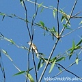 竹梢的鳥