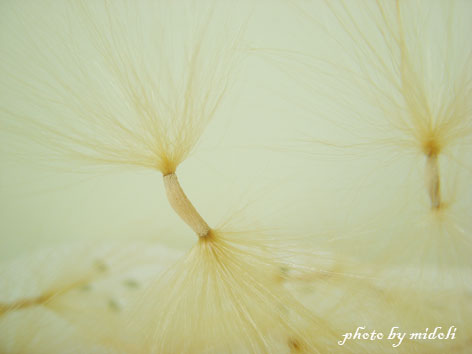 沙玫種子-3.jpg