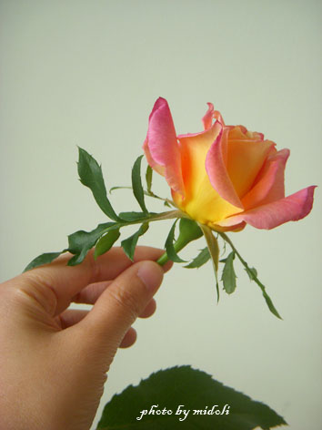 rose-1.jpg