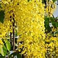 2013阿勃勒-16