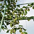 2013葡萄隧道-1-6