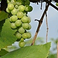 2013葡萄隧道-6