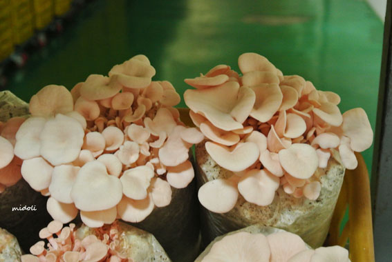 蘑菇-15.jpg