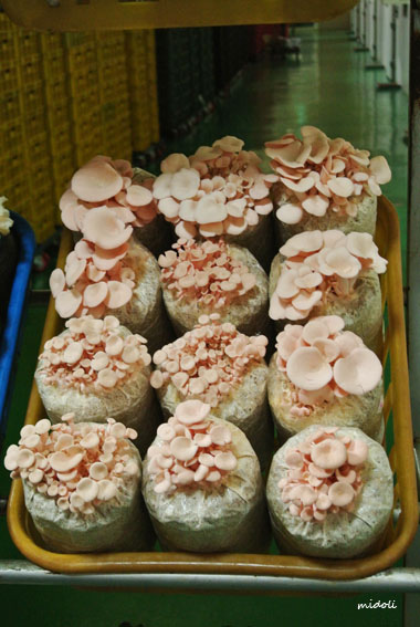 蘑菇-20.jpg