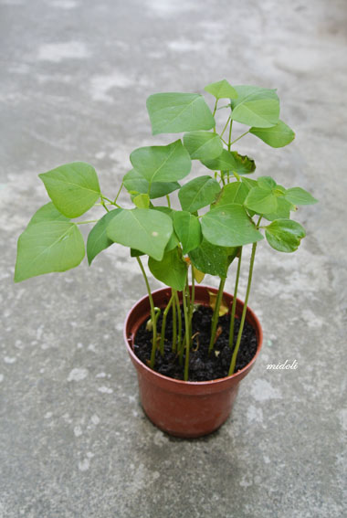 種子-烏臼6.jpg 種子-烏臼6.jpg