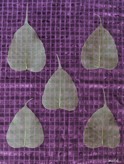 菩提葉-5.jpg 菩提葉-5.jpg