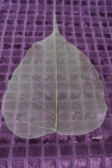 菩提葉-7.jpg 菩提葉-7.jpg