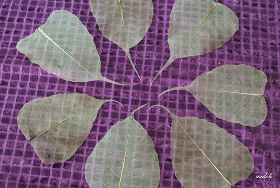 菩提葉-1.jpg 菩提葉-1.jpg