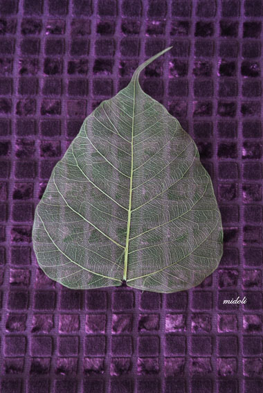 菩提葉-2.jpg 菩提葉-2.jpg