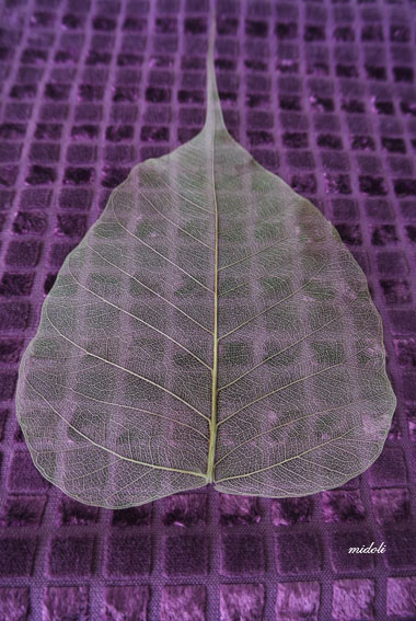 菩提葉-3.jpg 菩提葉-3.jpg