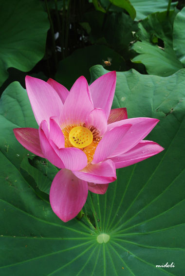 白河-4.jpg