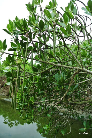 四草-3.jpg 四草-3.jpg