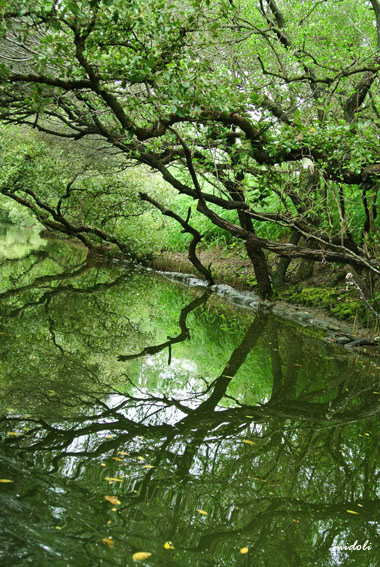 四草-8.jpg 四草-8.jpg