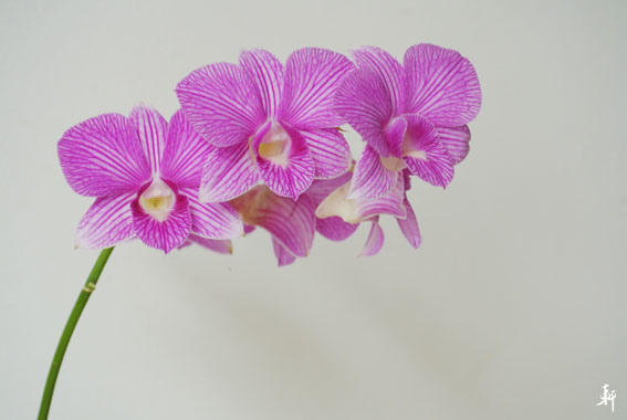 石斛蘭-6.jpg 石斛蘭-6.jpg