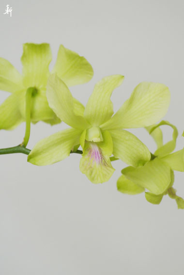 16蘭-8.jpg 16蘭-8.jpg