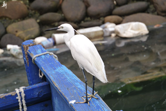 南寮漁港-8.jpg 南寮漁港-8.jpg