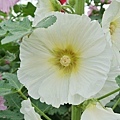 蜀葵花-3.jpg