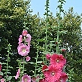 蜀葵花-6.jpg