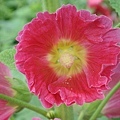 蜀葵花-8.jpg