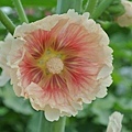 蜀葵花-13.jpg