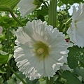 蜀葵花-14.jpg