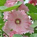 蜀葵花-20.jpg