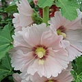 蜀葵花-25.jpg