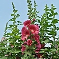 蜀葵花-28.jpg