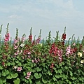蜀葵花-33.jpg