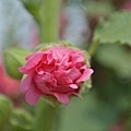 蜀葵花-34.jpg
