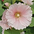 蜀葵花-37.jpg