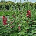 蜀葵花-38.jpg
