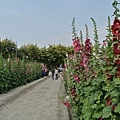 蜀葵花-41.jpg