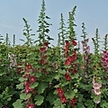 蜀葵花-44.jpg