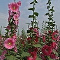 蜀葵花-46.jpg